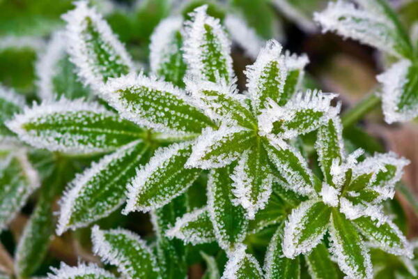 Как уберечь растения от заморозков