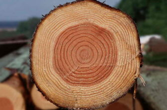 состояние древесины