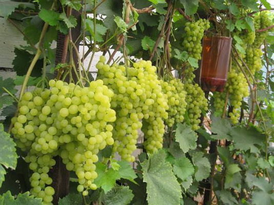виноград на садовом участке