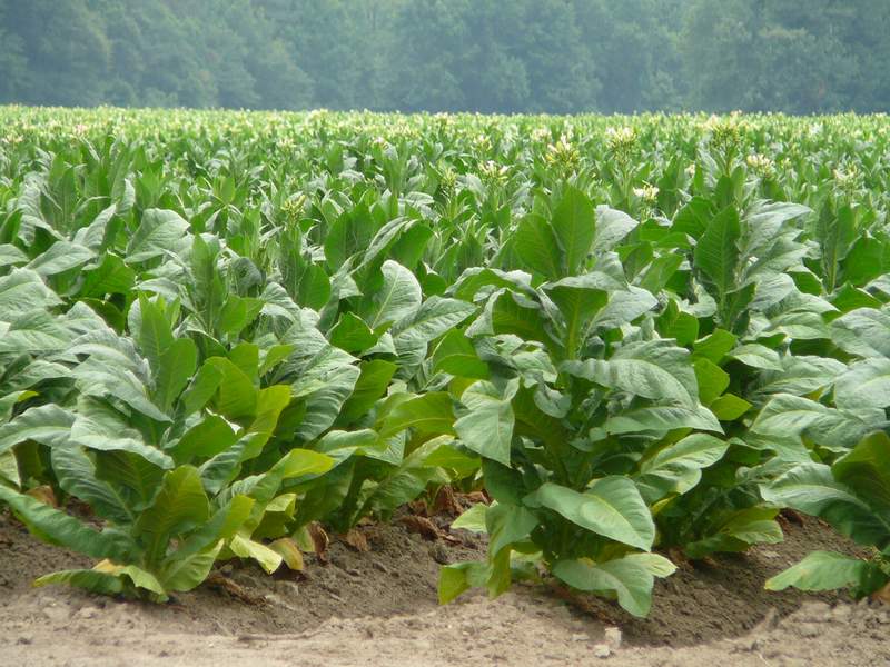 Выращивание табака